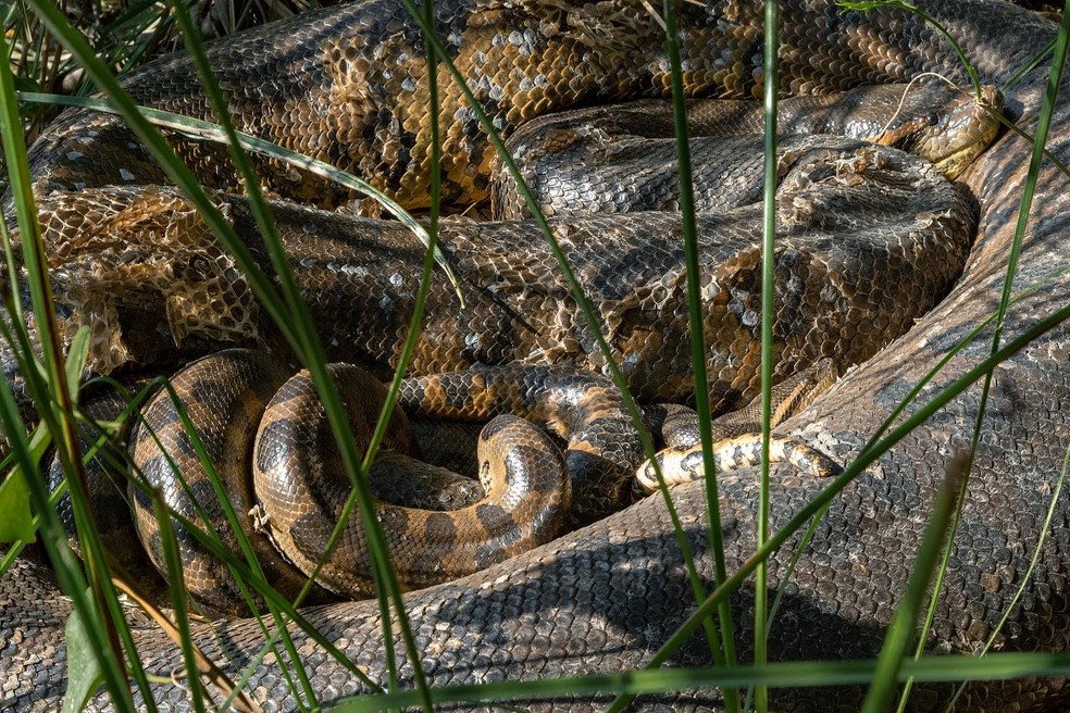 Sucuris são flagradas em bolo reprodutivo em Bonito.  — Foto: Daniel De Granville/Arquivo pessoal