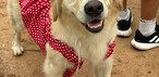 'Caminhada do Amicão' reúne famílias e animais de estimação em Vassouras; veja fotos — Foto: Divulgação/TV Rio Sul