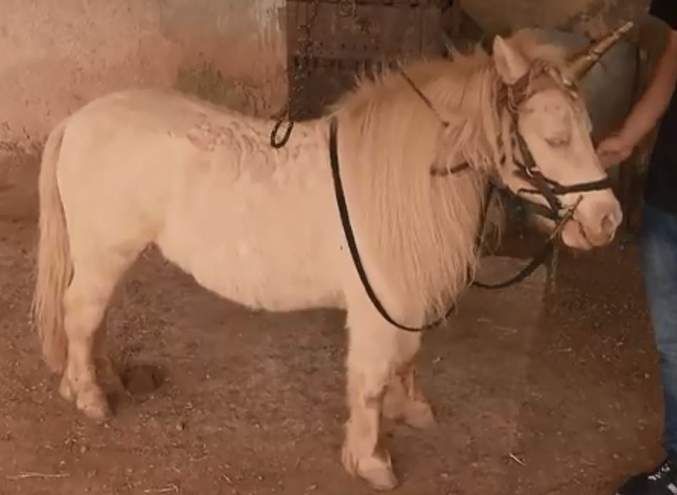 Equipe Criada Como Poneis Centro Equestre Bevito: AULAS EM PÔNEIS