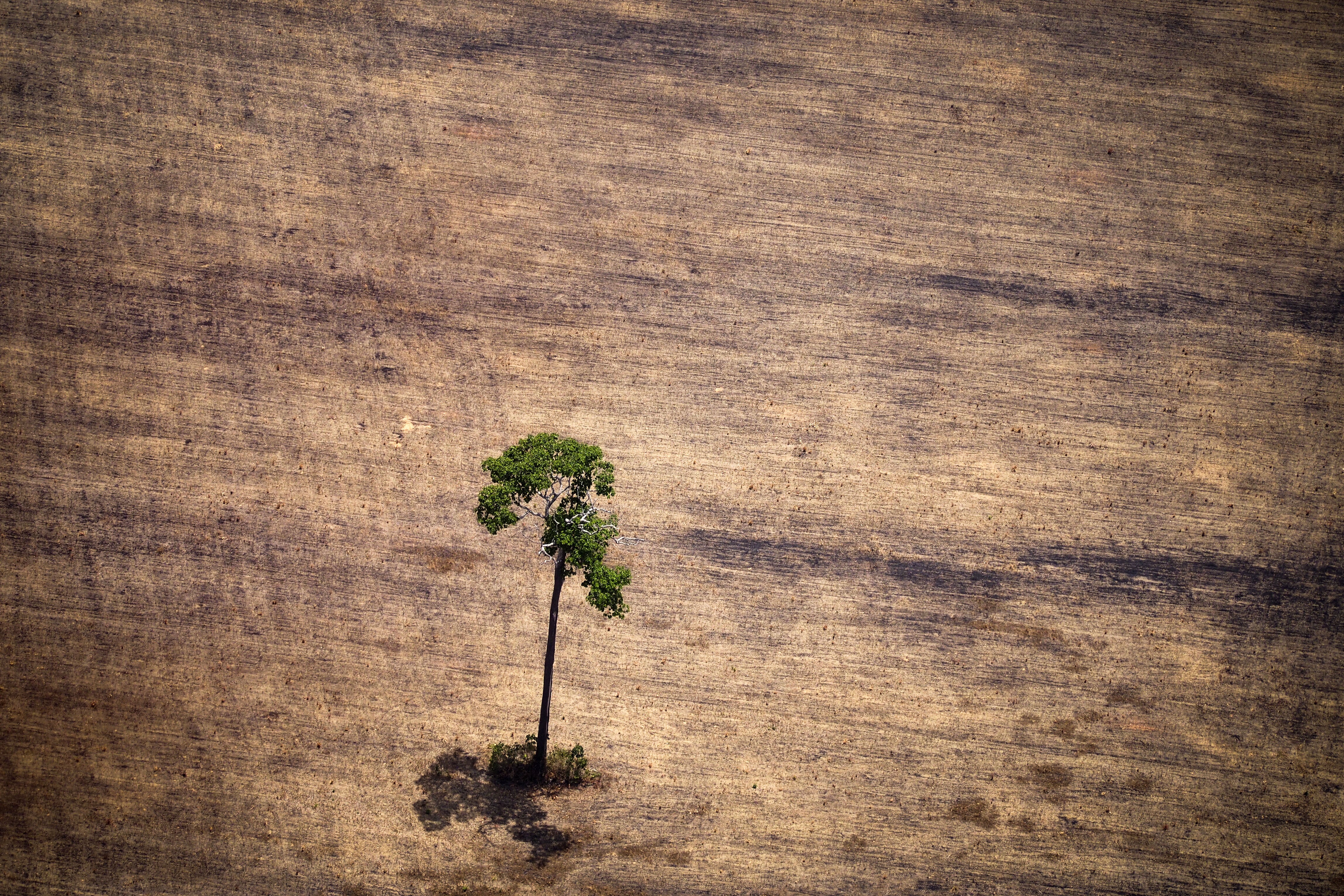 Estudo aponta que terras públicas no Amazonas são vendidas por preços defasados e especialistas fazem alerta