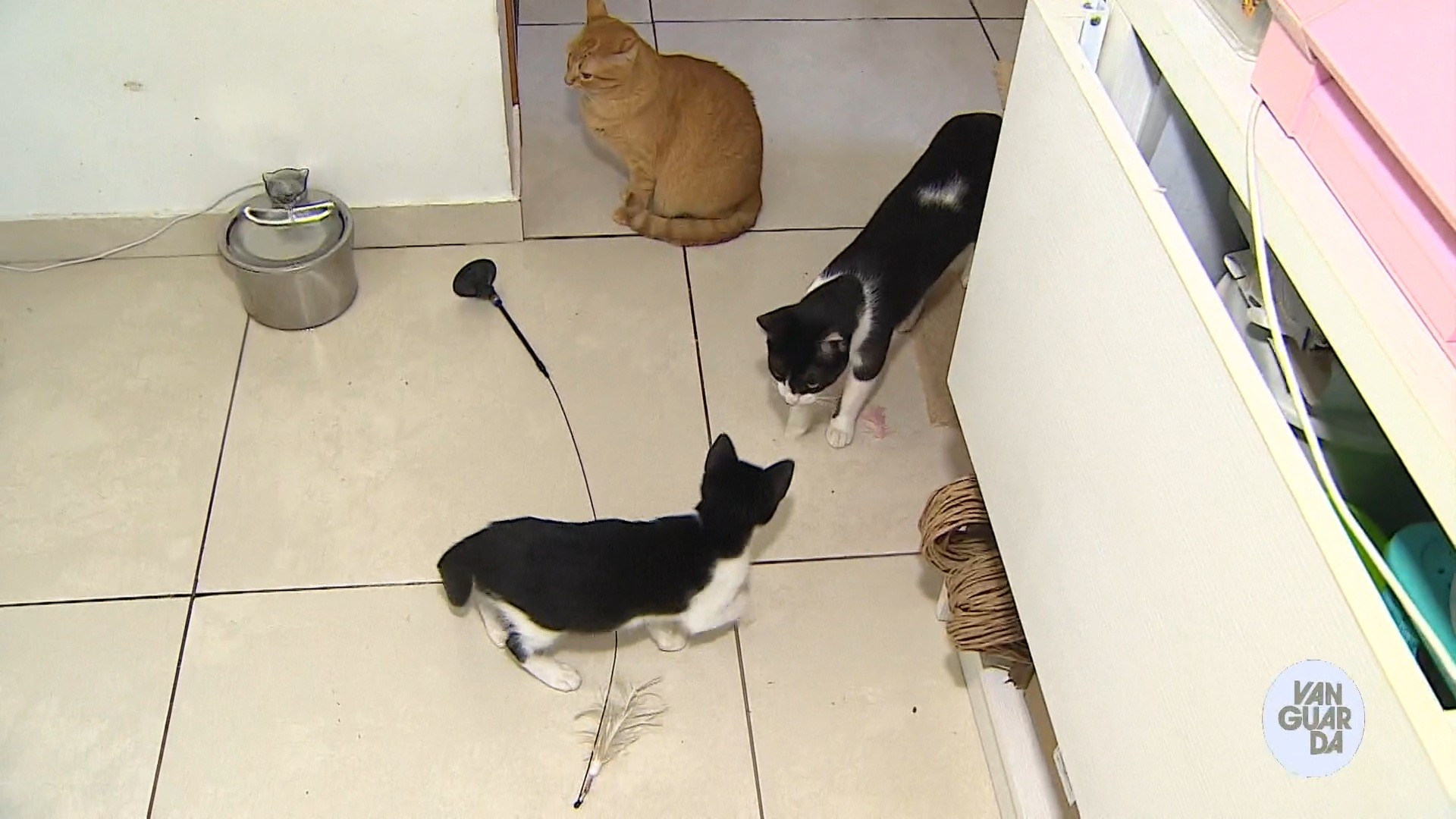 Amigo Pet: Conheça doenças contagiosas que afetam gatos e não têm cura