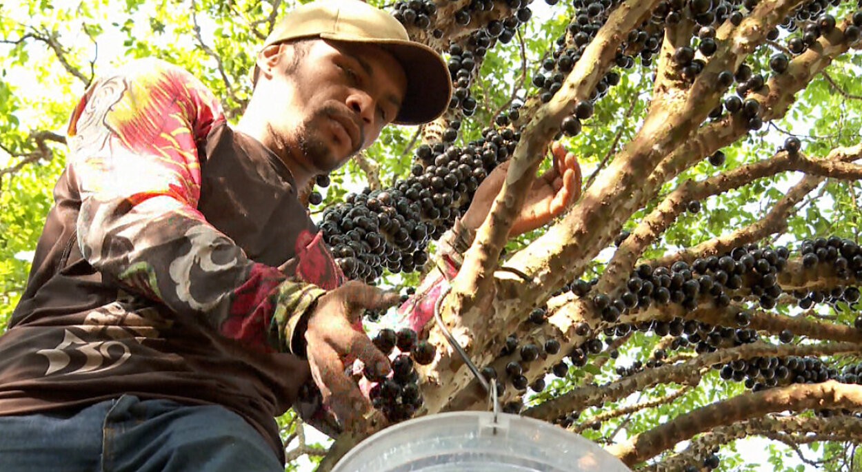Colheita da jabuticaba impulsiona turismo e economia no interior de SP