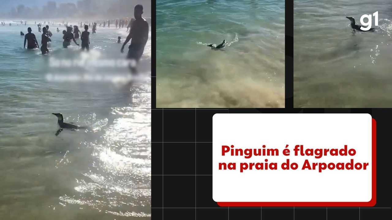 Pinguim nada entre banhistas na Praia do Arpoador; Vídeo 