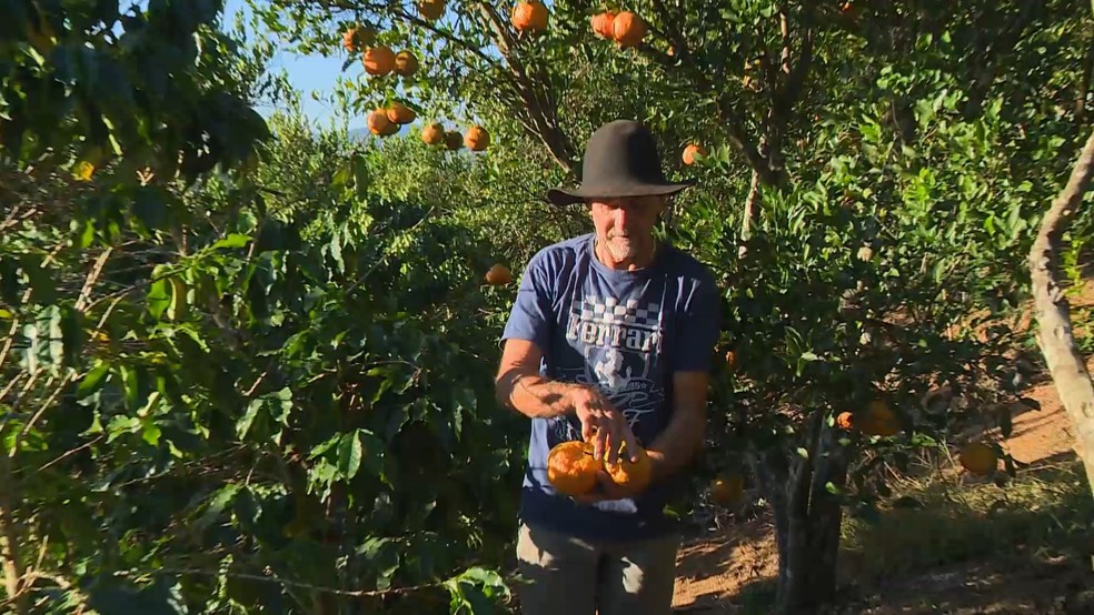 O produtor Antônio Francisco Maretto possui mais de 4 mil pés de tangerina em Conceição do Castelo, Espírito Santo. — Foto: Carlos Barros