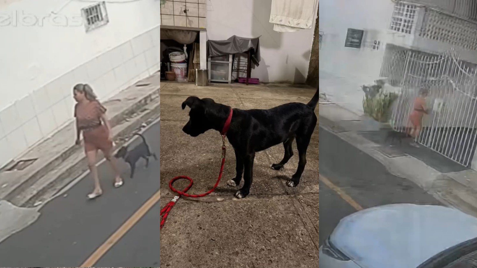 VÍDEO: gata com cinco filhotes e cachorro amarrado são abandonados em menos de 24h em Teresina; veja como denunciar