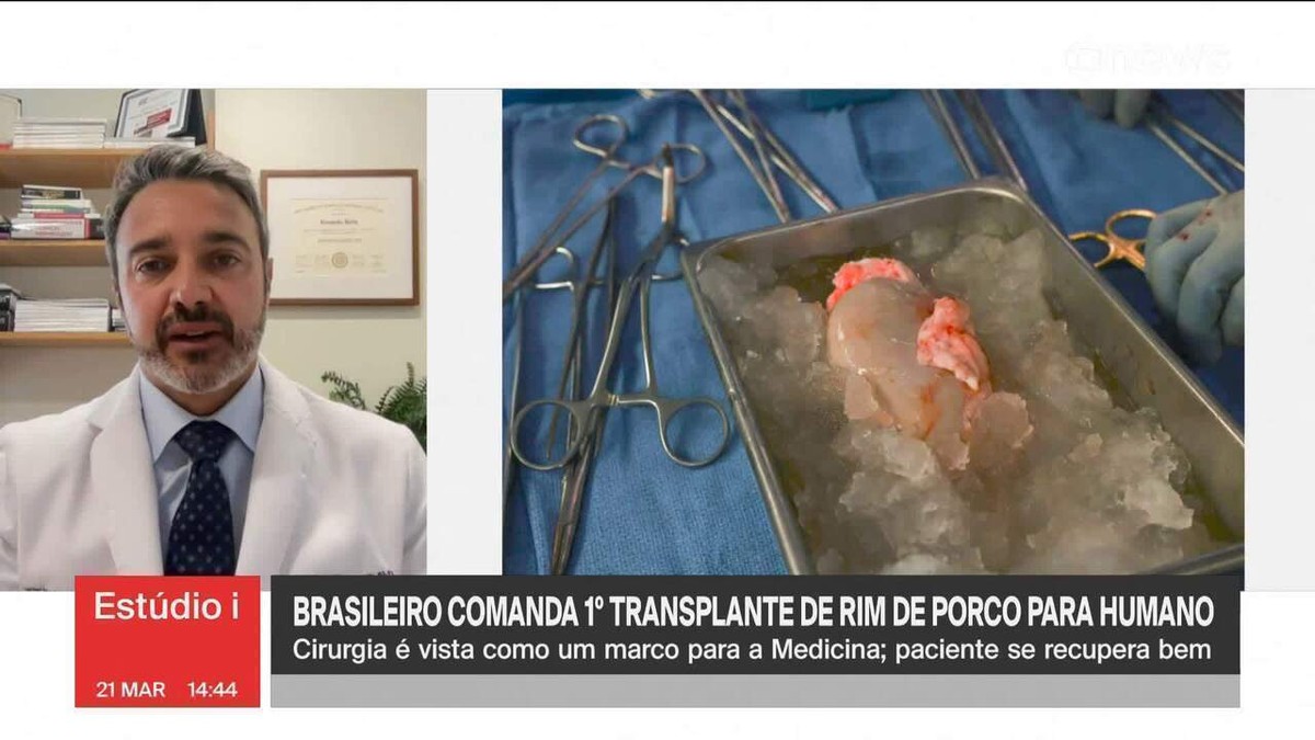 Médico brasileiro comanda o 1º transplante de rim de porco para um humano, nos EUA