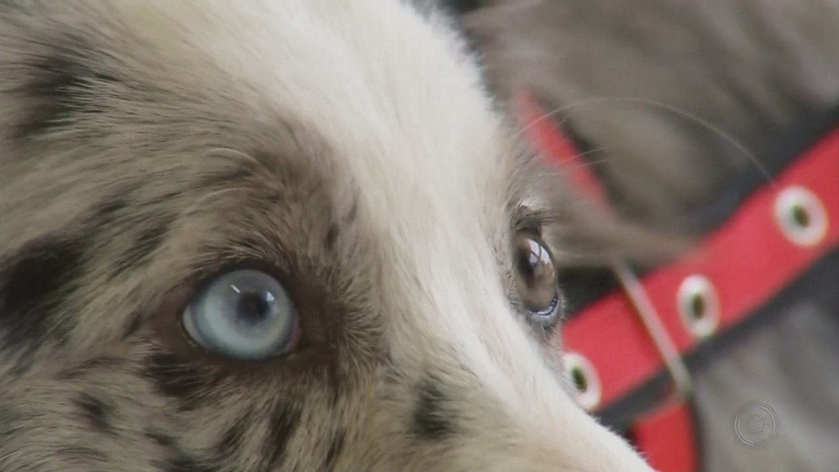 Heterocromia em animais chama atenção pela beleza, mas é preciso ter  cuidados | Mundo Pet | G1