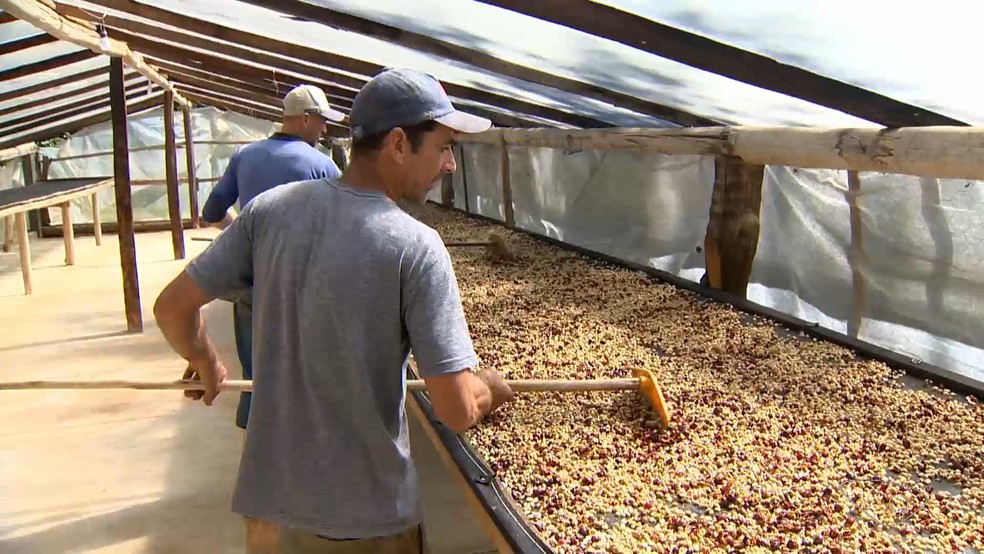 Colheita do café arábica começa no Espírito Santo e produção deve superar em mais de 1 milhão e meio a quantidade de sacas de 2023. — Foto: Ari Melo