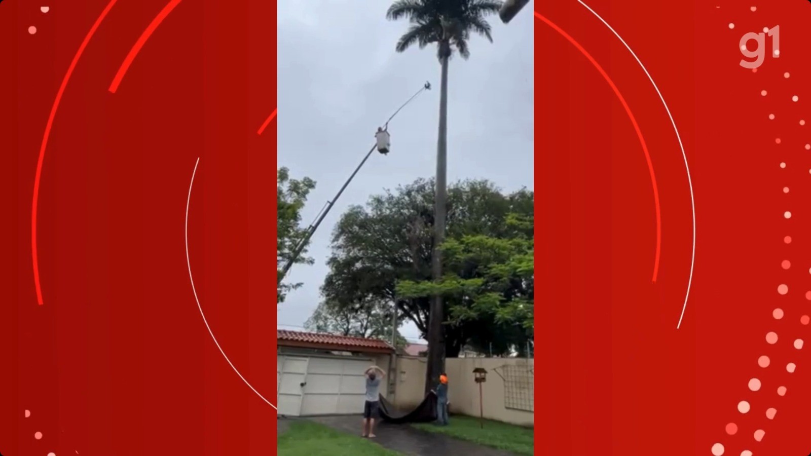 Filhote de tucano morre após se enroscar em linha de pipa e despencar de árvore em Jacareí, SP