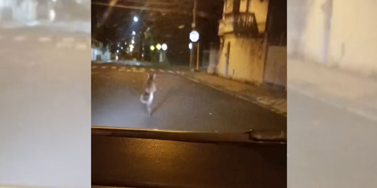 VÍDEO: Onça-parda corre por ruas de bairro antes de invadir casa e se esconder em garagem no interior de SP