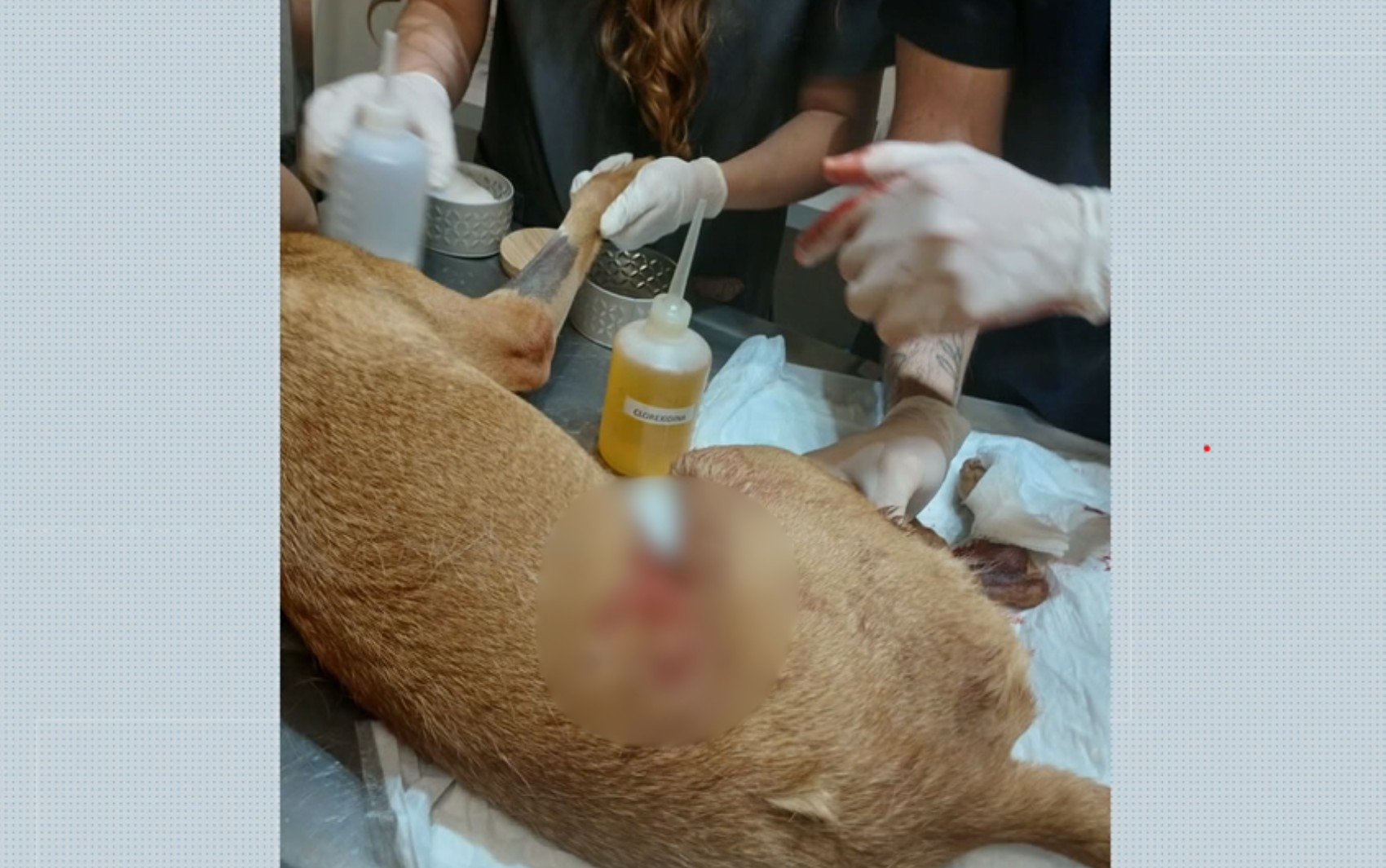 Cachorra fica ferida após ser atingida por linha de pipa com cerol no quintal de casa em Ribeirão Preto, SP