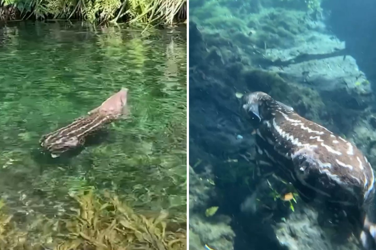Filhote de anta é flagrado mergulhando em rio de águas cristalinas em Bonito; VÍDEO