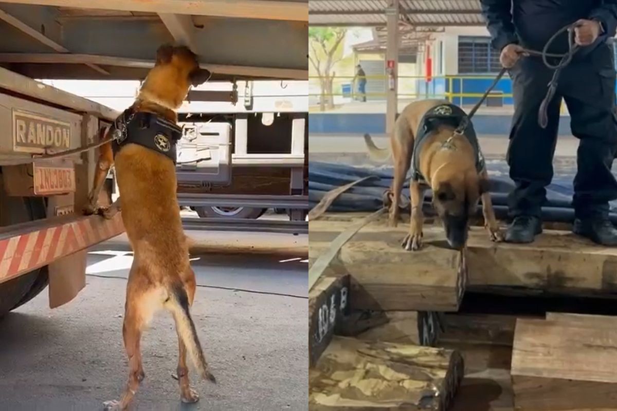 Cão farejador foi essencial e ajudou a encontrar cocaína diluída em carga de madeira