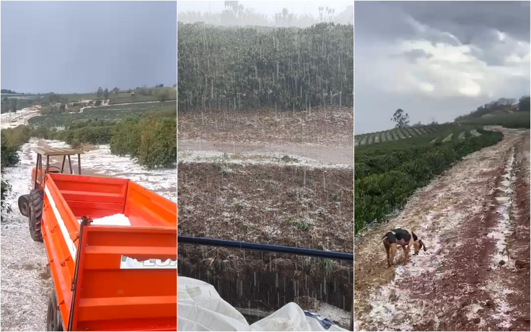Dezenas de lavouras de café são atingidas por granizo durante a colheita no Sul de Minas