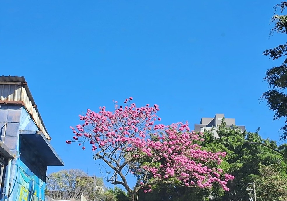 Ipê florido na Cardeal Arcoverde e céu sem nuvens — Foto: Arquivo pessoal