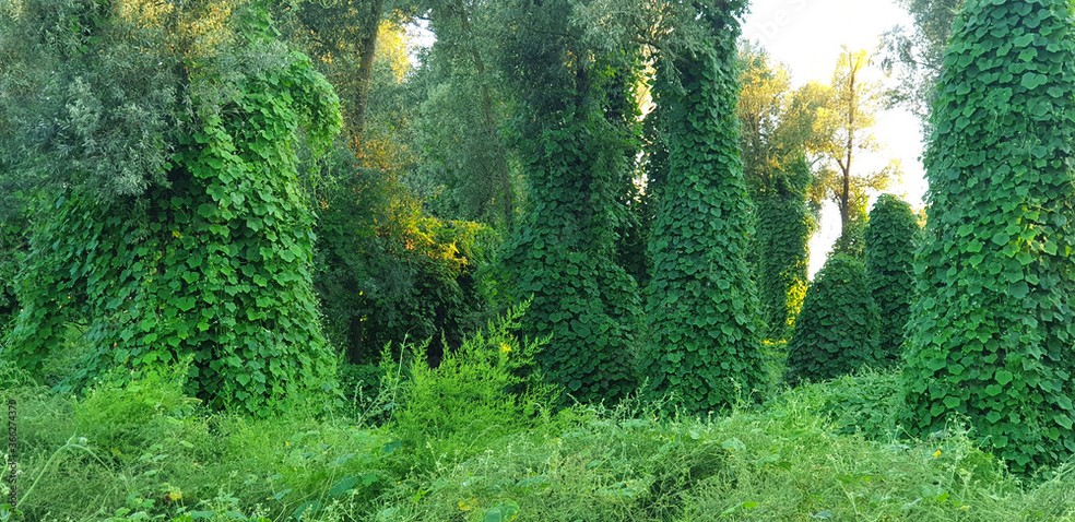 O kudzu é uma planta asiática que se tornou uma das mais conhecidas espécies exóticas dos EUA, e por isso é conhecido como a “videira que devorou o Sul”. — Foto: Christie S Simpson
