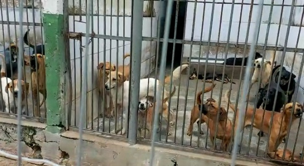 Canil Municipal de Juiz de Fora abriga 200 cães acima do suportado | G1