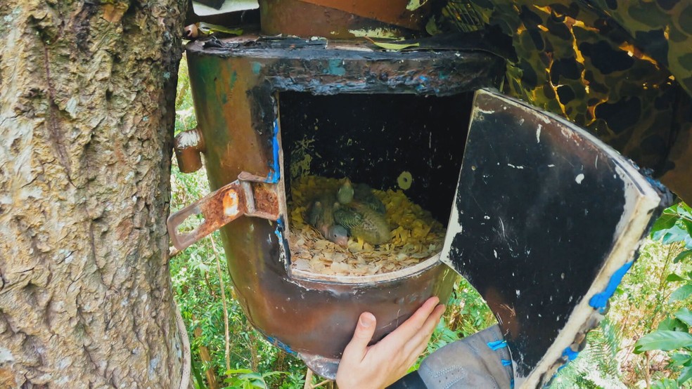 Ninho artificial — Foto: Reprodução/TV Globo