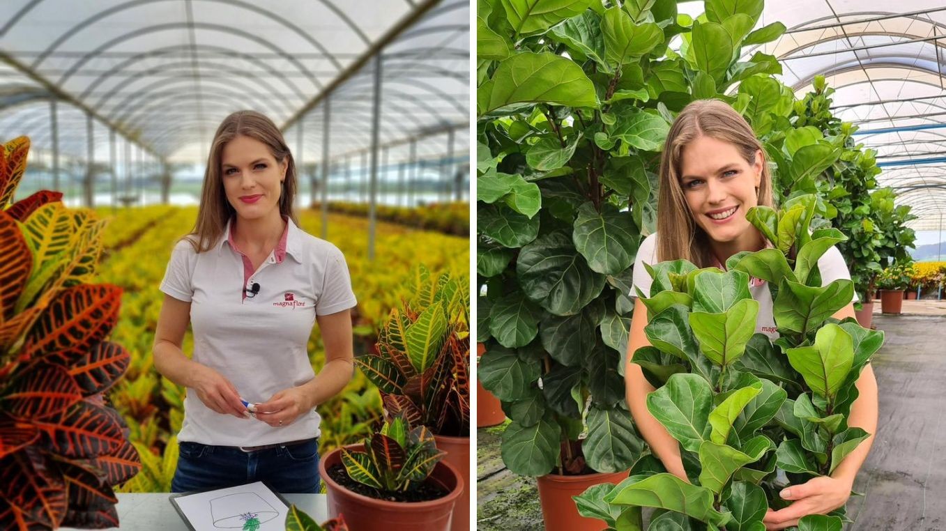 Prazer, Gunnewiek: pedaço da Holanda, cidade do interior de SP tem sobrenome único no Brasil