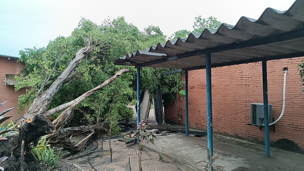 Árvore caiu no bloco de salas de aula do CCEN da UFPB — Foto: Reprodução/TV Cabo Branco