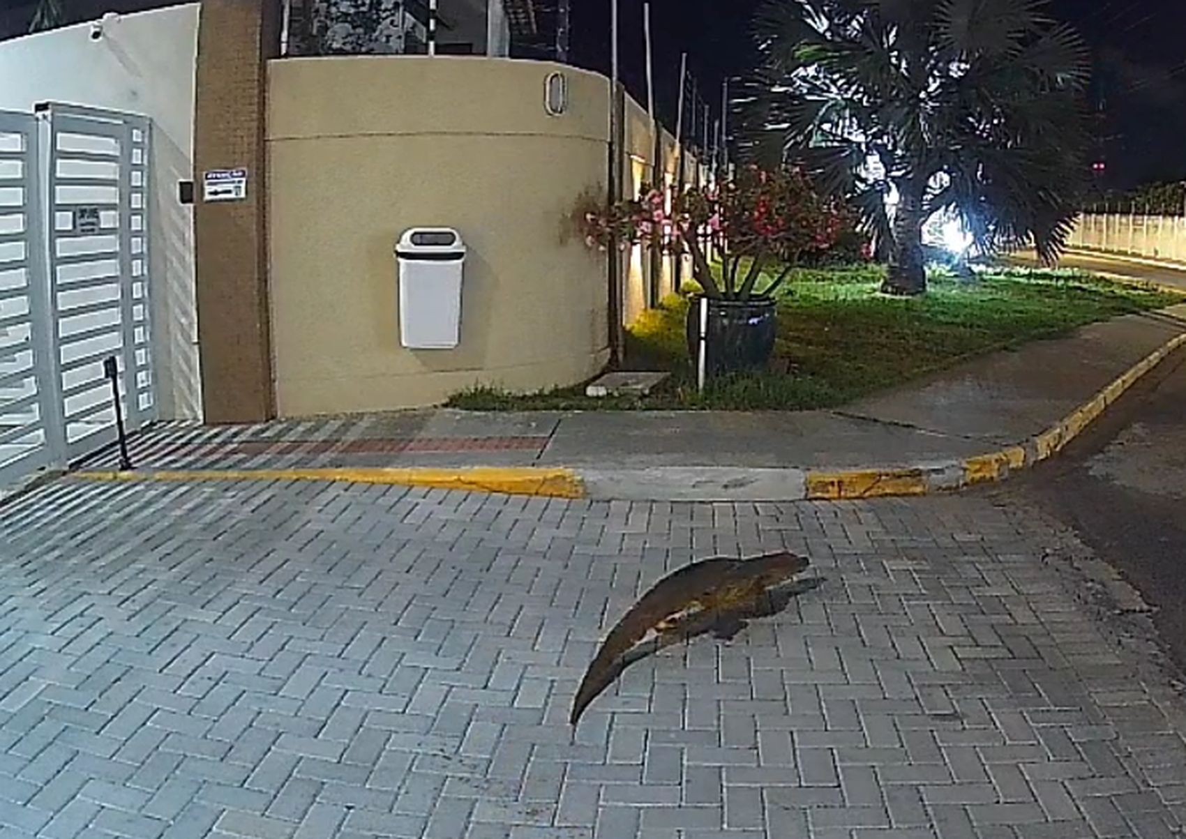 Jacaré é flagrado transitando em frente a condomínio em Aracaju