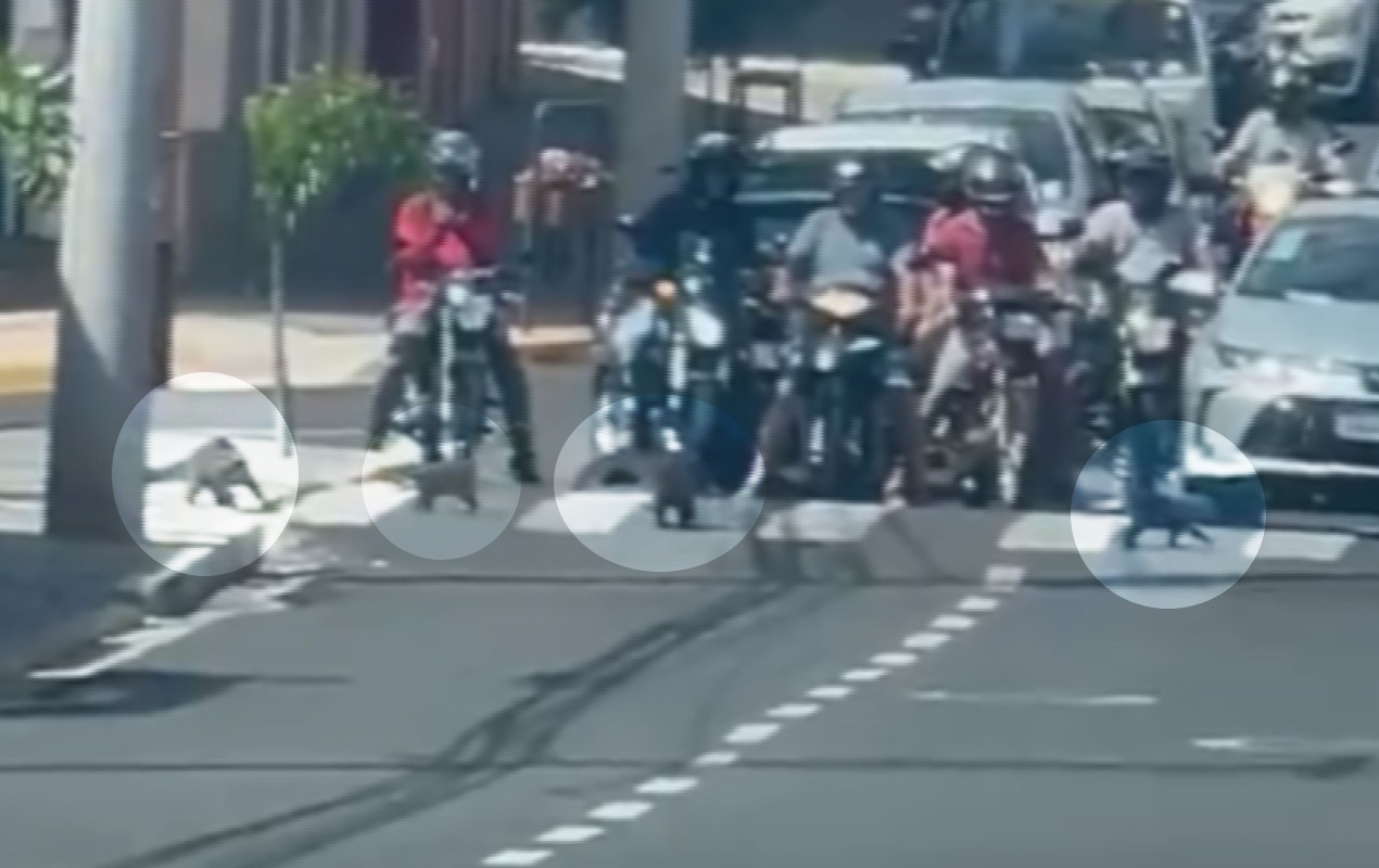 VÍDEO: família de quatis atravessa avenida e para o trânsito em Botucatu