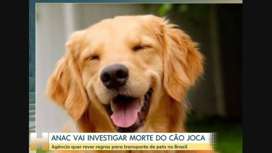 Anac e Ministério de Portos e Aeroportos investigarão morte de cachorro despachado errado - Programa: Jornal Hoje 