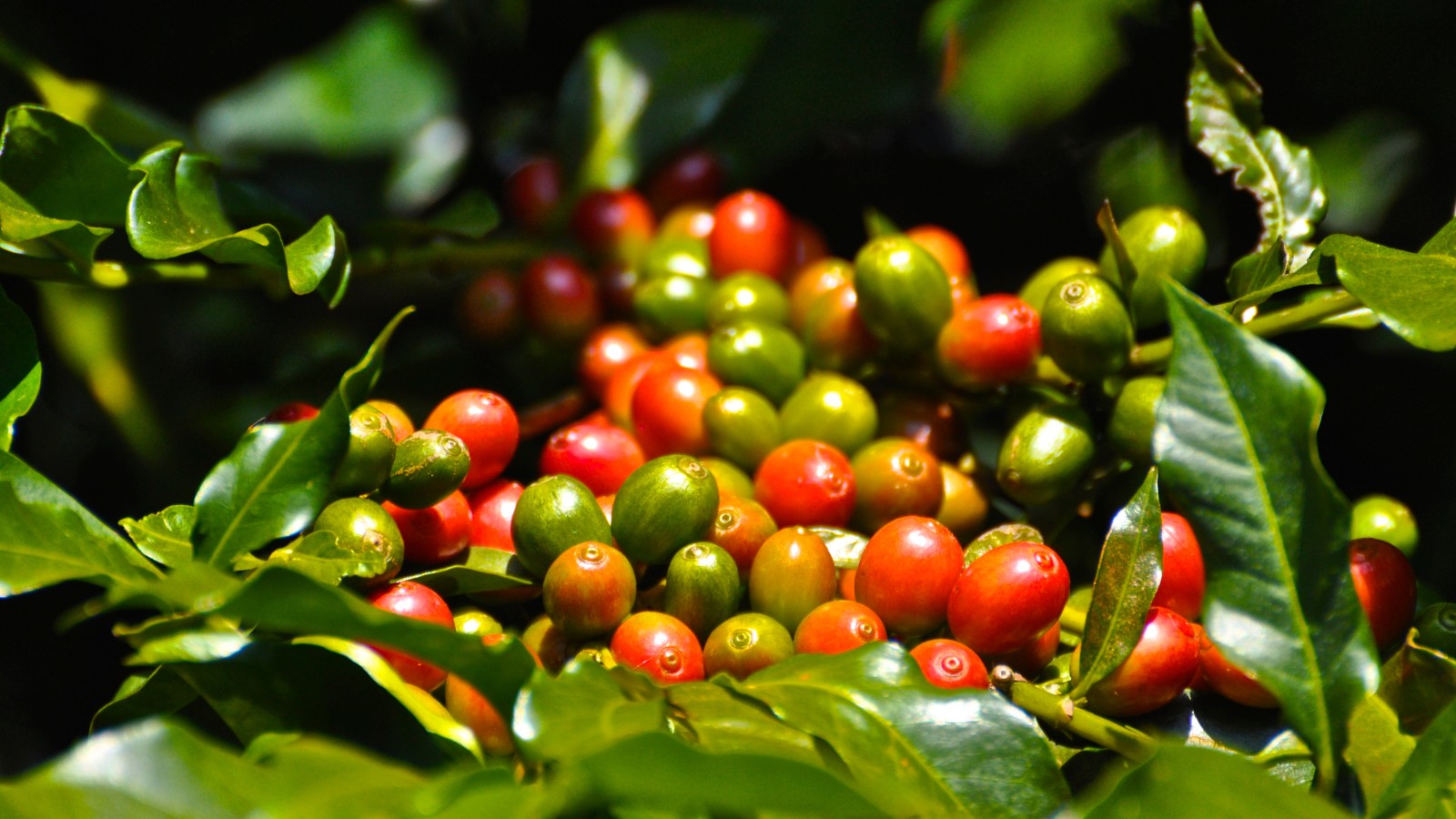 Cooxupé integra estudo sobre pegada de carbono do café
