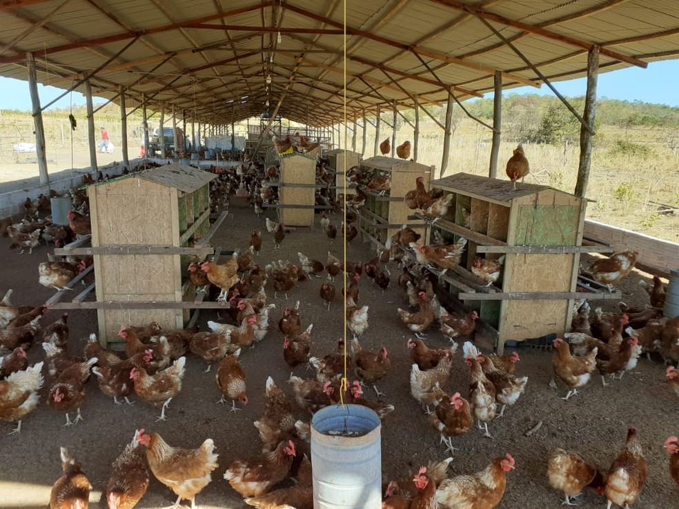 No galpão de postura, as aves têm acesso a ninhos e circulação livre, seguindo normas sanitárias e de bem-estar animal que garantem a qualidade dos ovos produzidos. — Foto: Acervo Granjas BS