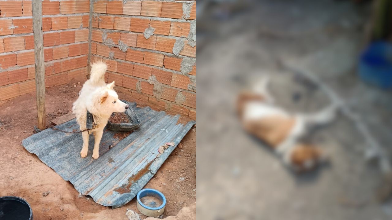Cão morto e outro sem abrigo levam à prisão de tutor por maus-tratos em Divinópolis