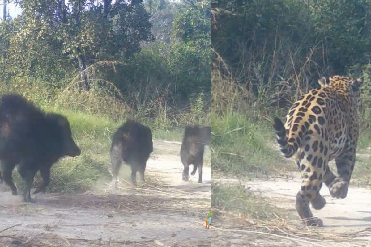 VIDEO: onça-pintada é flagrada fugindo de um bando de queixada no Pantanal
