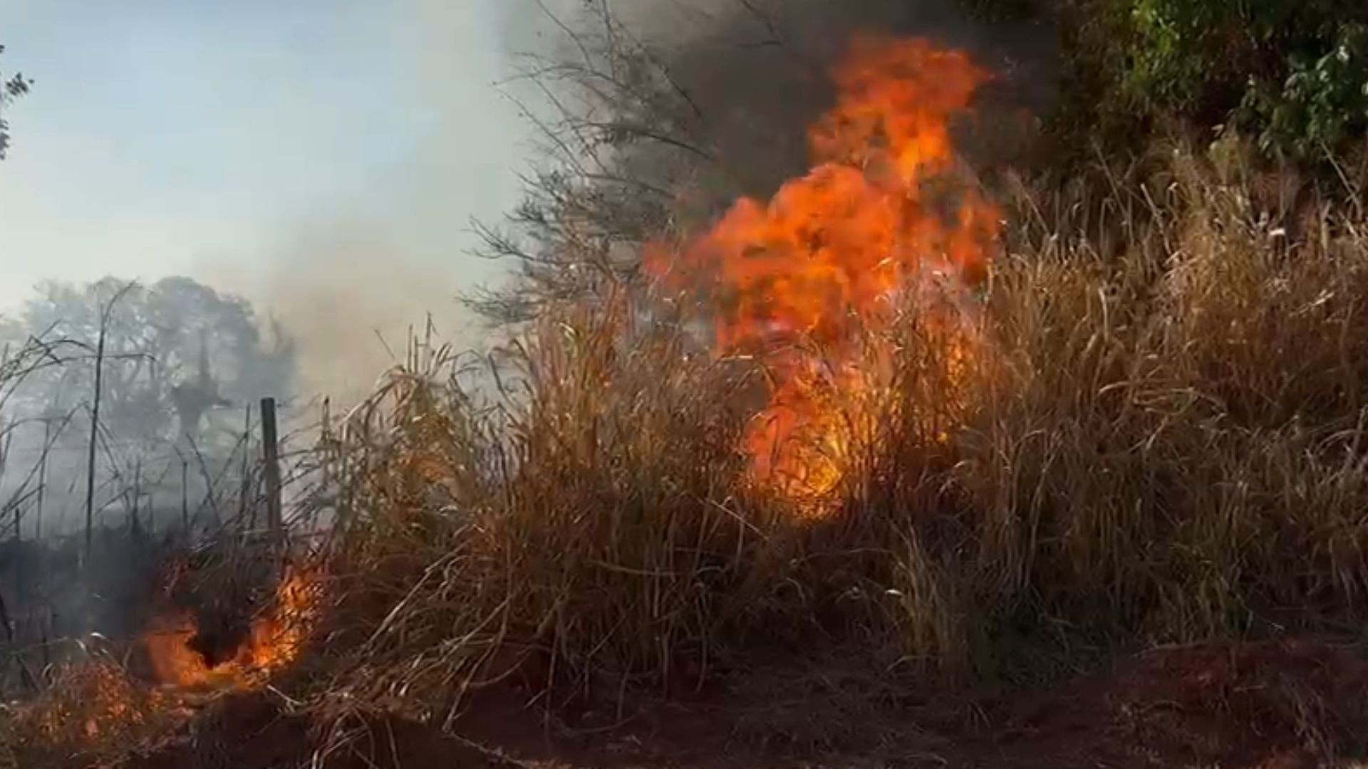 Incêndios causam interdição de rodovia, morte de animal e atingem áreas de preservação ambiental no interior de SP 