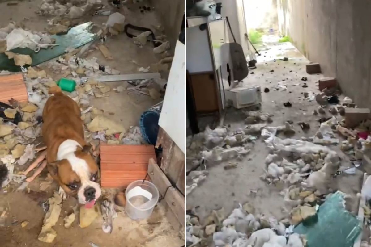 Cachorros são resgatados em situação de maus-tratos no litoral de SP; proprietário do imóvel é liberado 