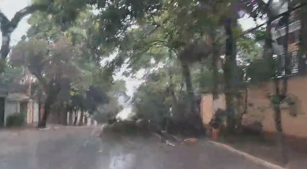 Árvore caída após chuva com granizo na Zona Sul de São Paulo — Foto: Isabela Leite/TV Globo