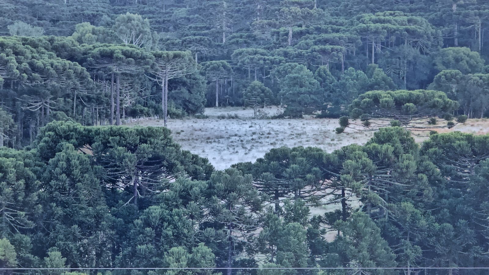 Temperaturas despencam e Serra de SC registra geada e mínimas abaixo de 3ºC; VÍDEO