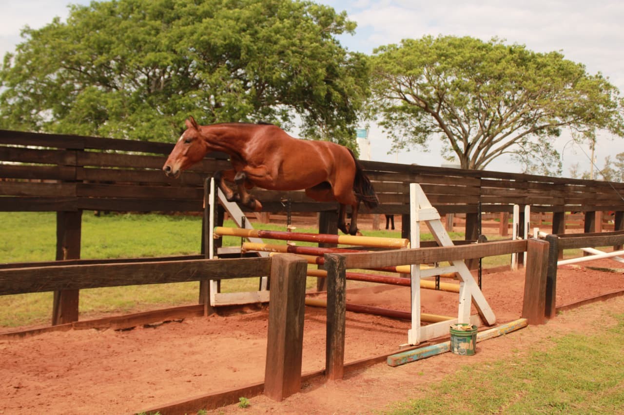 Você sabia? Propriedade no RS é a única do país a criar cavalos para o Exército; conheça a 'fábrica' de animais de elite
