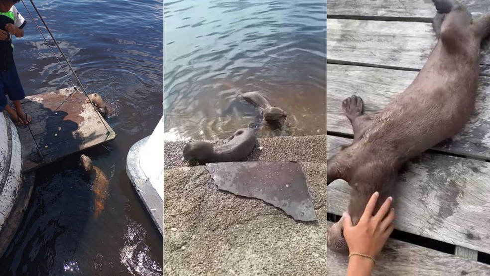 Ap&oacute;s virar atra&ccedil;&atilde;o junto com parceiro em cidade no Amazonas, ariranha &eacute; encontrada morta  &mdash; Foto: Reprodu&ccedil;&atilde;o