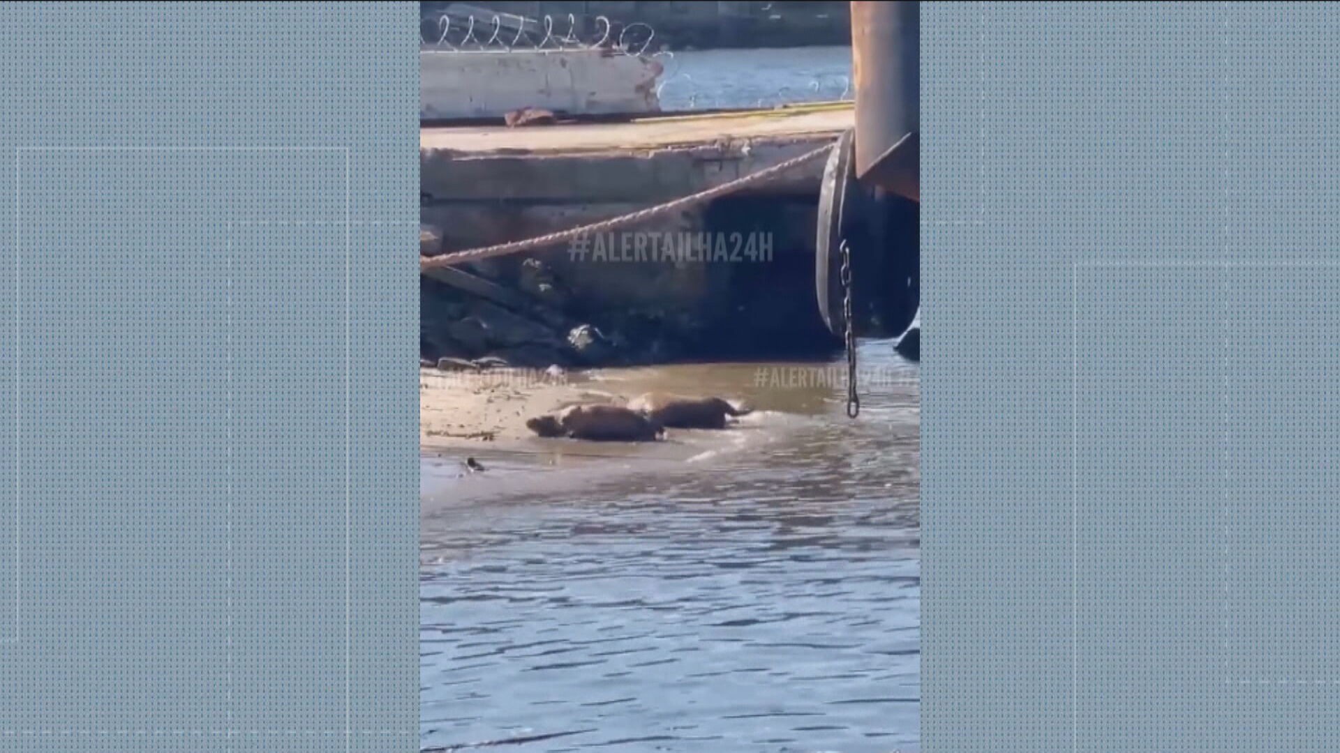 VÍDEO: capivaras aproveitam tarde de sol à beira-mar e se divertem rolando na areia