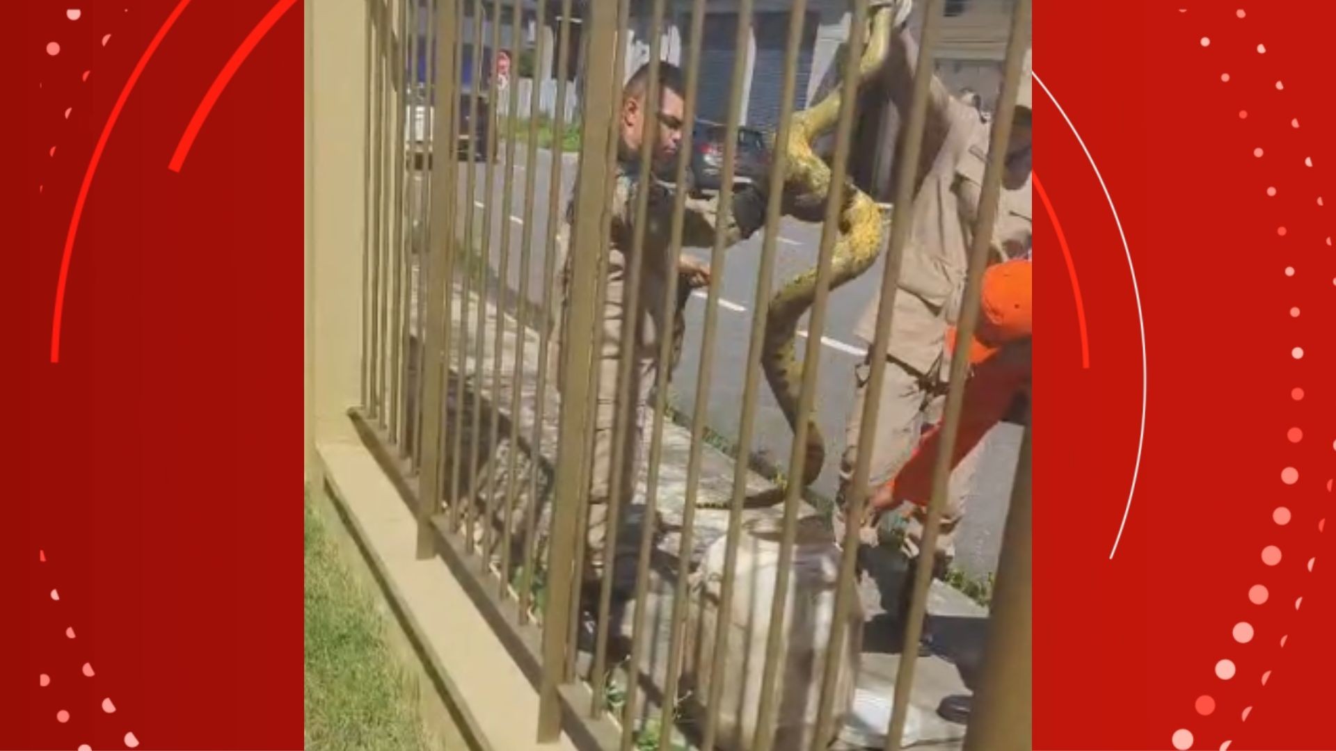 VÍDEO: sucuri é capturada por bombeiros em avenida de Macapá; animal foi retirado sem ferimentos
