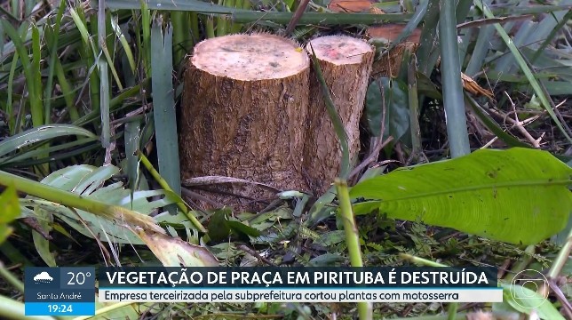 Moradores relatam que Prefeitura de SP fez poda drástica em vegetação de praça em Pirituba, Zona Norte de SP