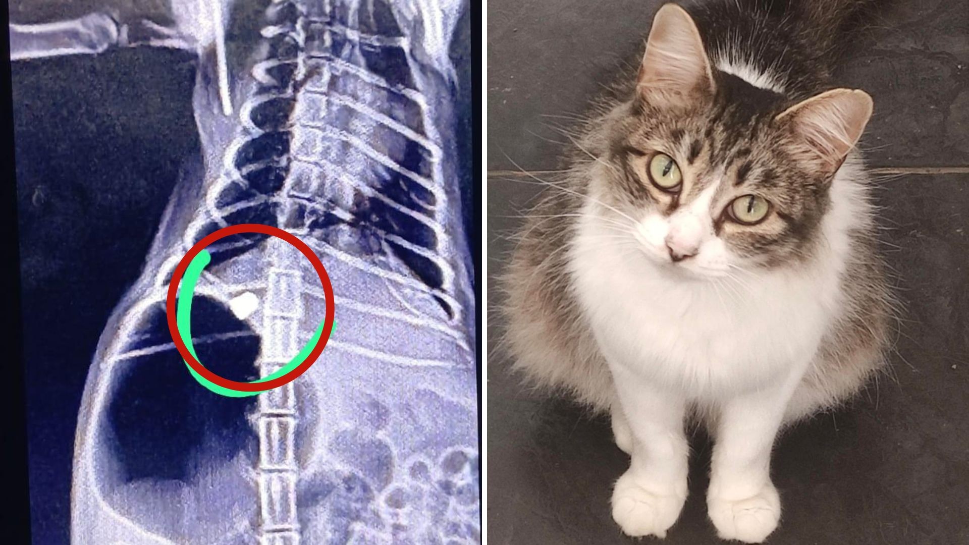 Gata é atingida por tiro de chumbinho dentro de casa e é internada em estado grave no ES: 'Deus fará milagre'