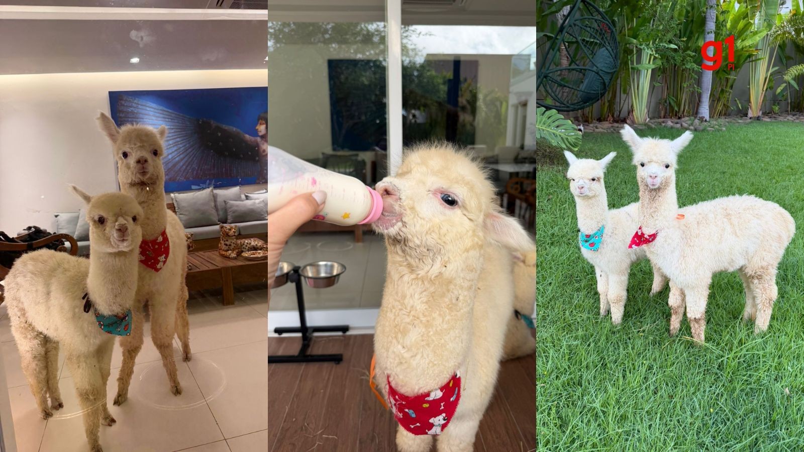 Alpacas em Teresina? Empresária investe R$ 60 mil em filhotes, cria pasto em casa e dá feno e mamadeira
