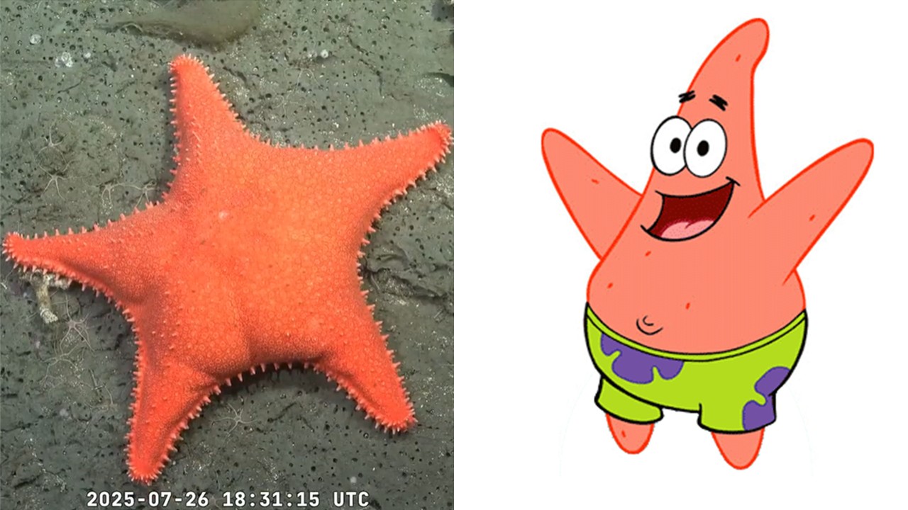 'É o Patrick': estrela-do-mar com 'bumbum' surpreende cientistas no fundo do mar na Argentina