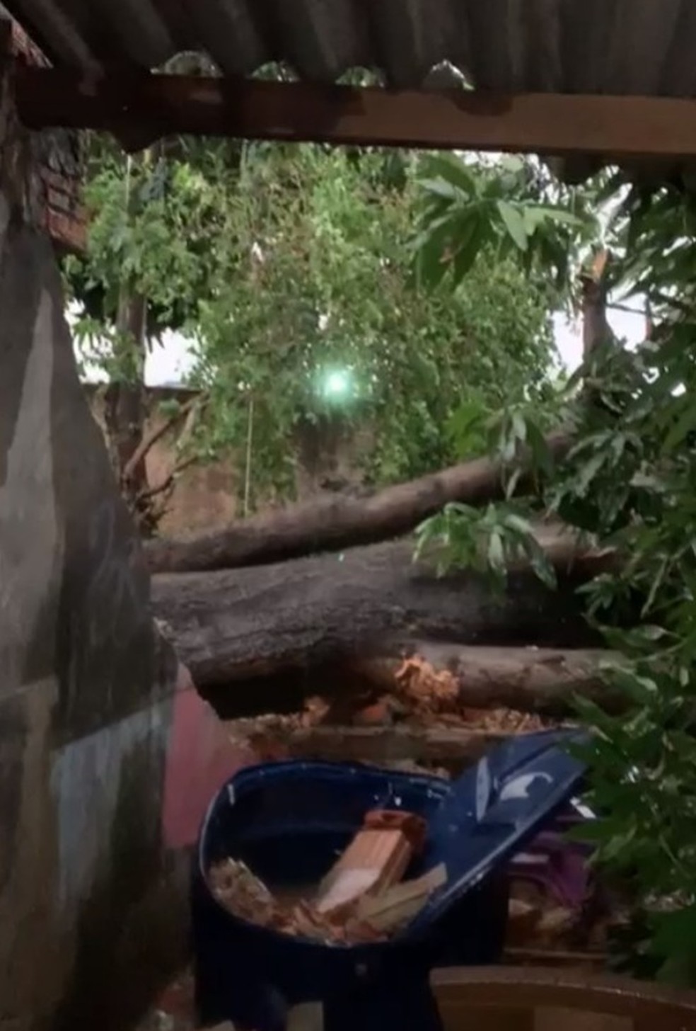 Moradora registra queda de árvore no Bairro Sol Nascente — Foto: TVCA