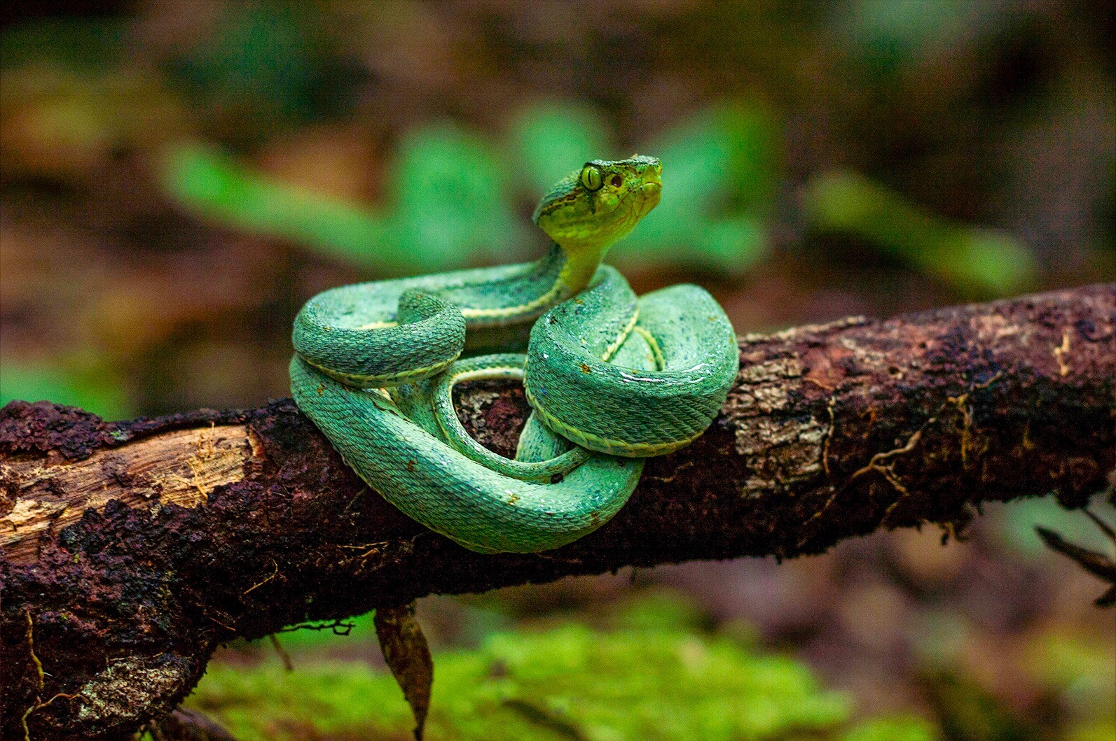 Guia de Turismo faz registro raro de Jararaca-Verde altamente venenosa na Amazônia