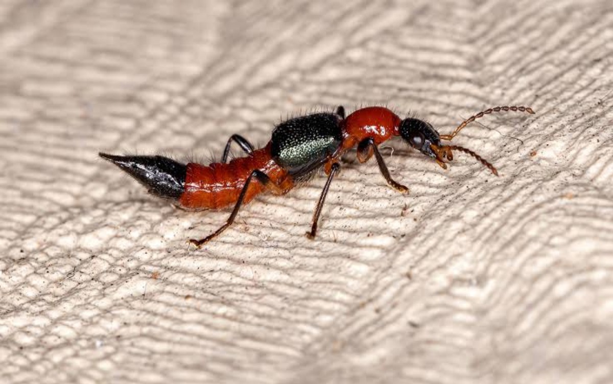 Potó: saiba mitos e verdades sobre o inseto que causa queimaduras de ...