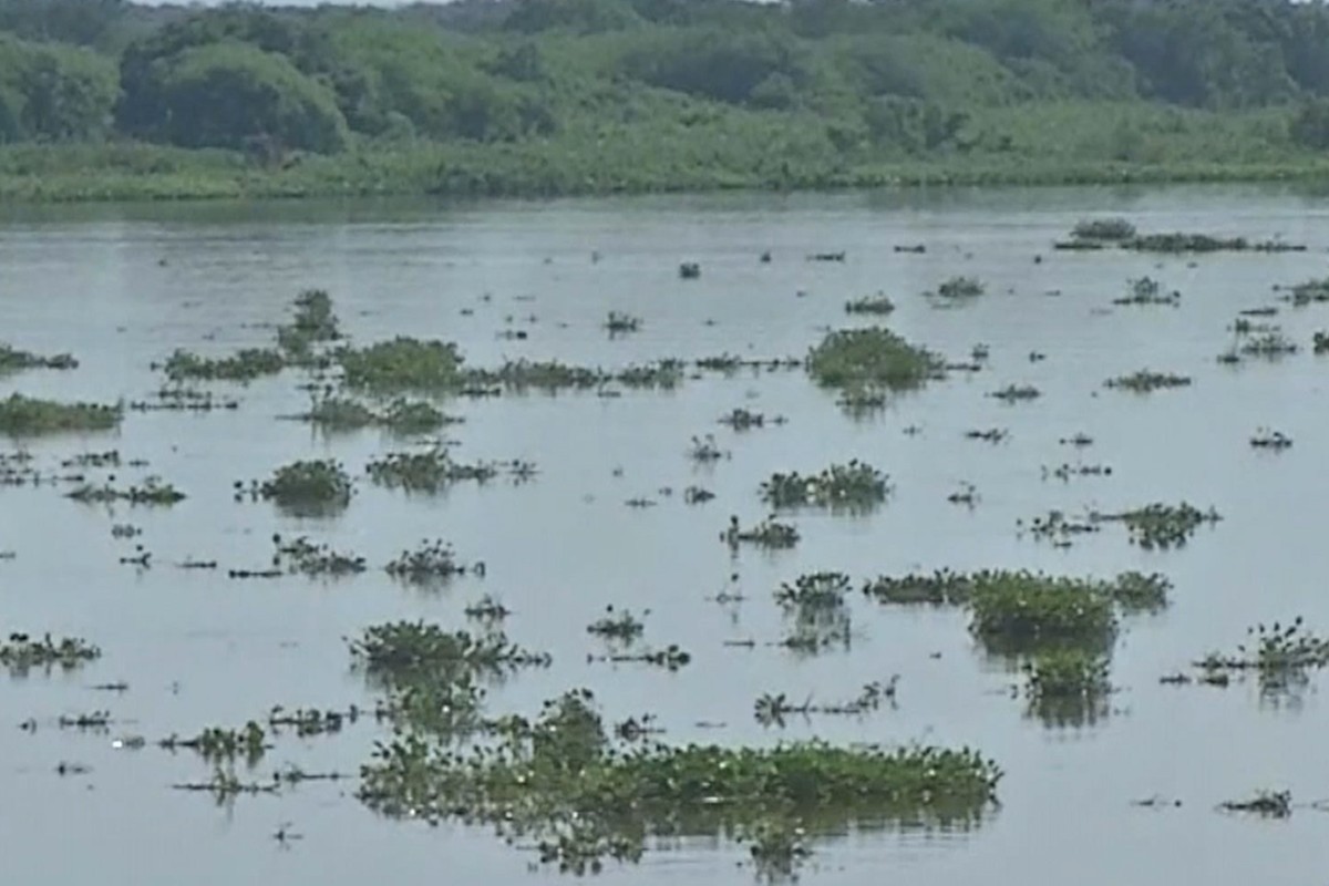 Captação de água é reduzida em Corumbá após vegetação flutuante bloquear bombas no Rio Paraguai