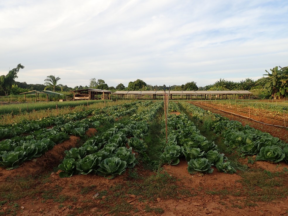 Área de coleta em região agrícola de Cacao, na Guiana Francesa, onde os mosquitos foram capturados para o estudo. — Foto: Estelle Chabanol/Institut Pasteur de la Guyane