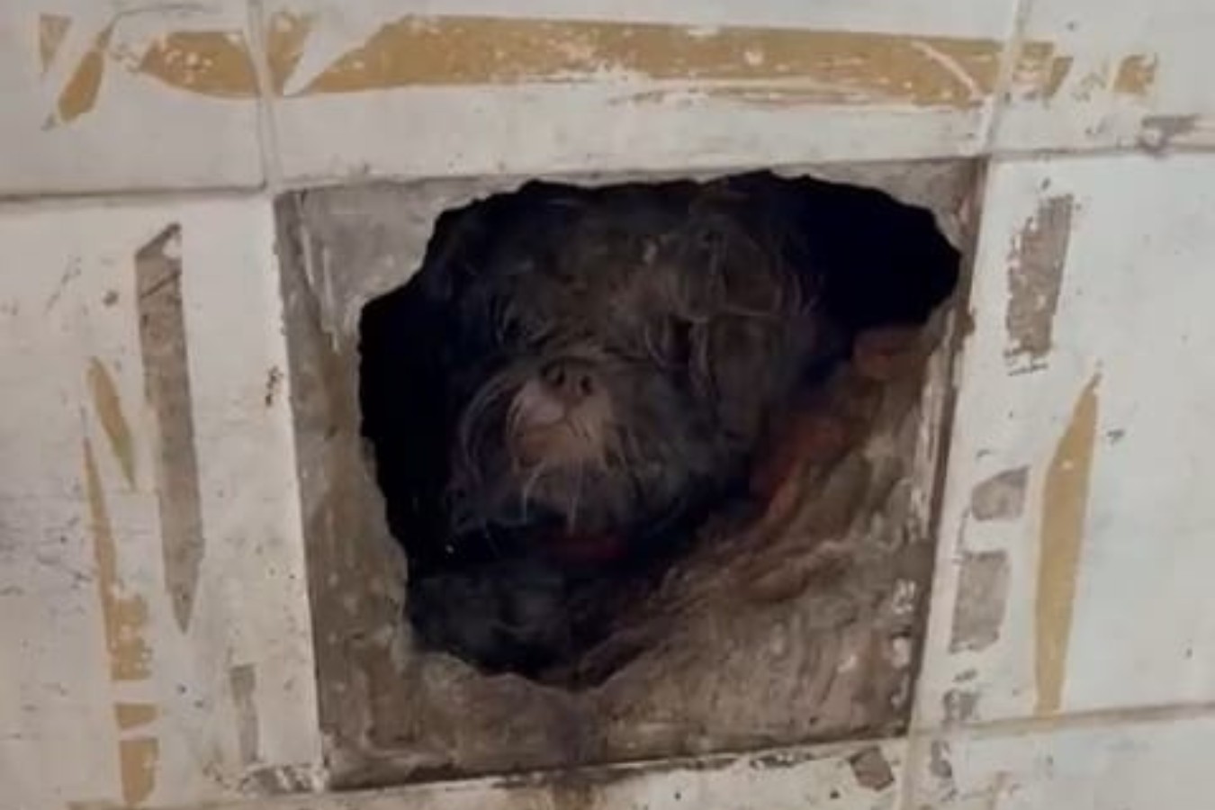 VÍDEO: agressão a cachorro por crianças expõe caso de abandono de incapaz em Limeira 