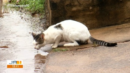 Gatos são encontrados mortos com suspeita de envenenamento na região norte de Palmas